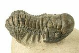 Detailed Crotalocephalina Trilobite - Exposed Hypostome #251056-3